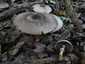 Tintaszagú csiperke (Agaricus moelleri), Budai-hegység